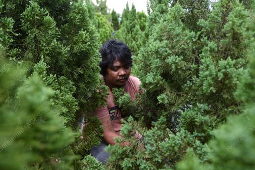 POKOK KRISMAS