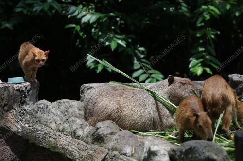 OYEN & CAPYBARA