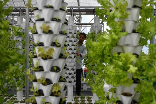 KEBUN SAYUR ORGANIK FRESH GROWCER
