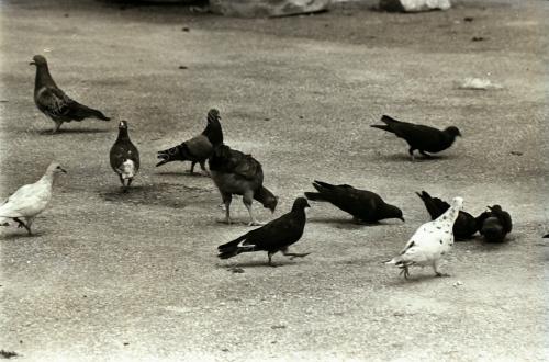 BURUNG