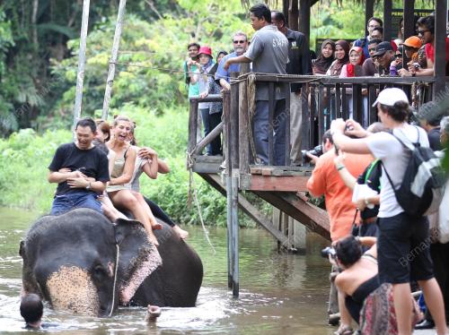 GAJAH