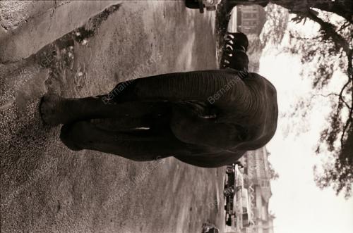 GAJAH