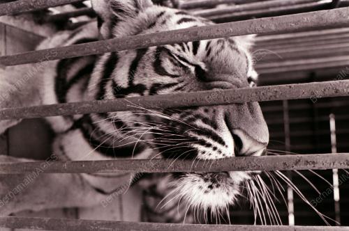 HARIMAU