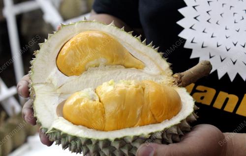 KL02_30062015_DURIAN
