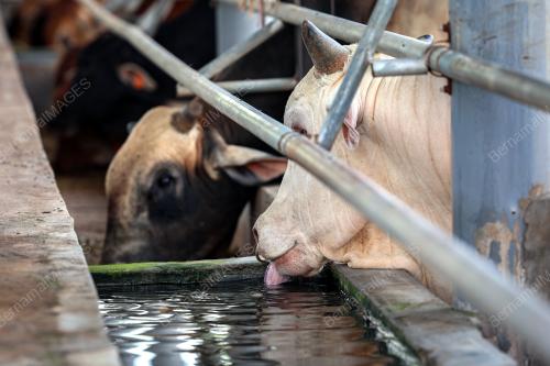 PENTERNAK LEMBU KETIKA CUACA PANAS