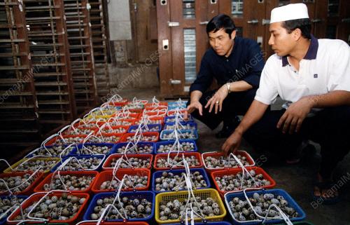 KL03-28-10-2000_TELUR_PUYUH_14012016