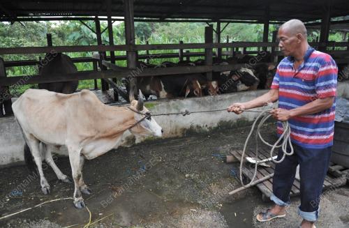 LEMBU KORBAN