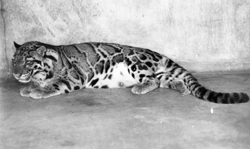 KL03_05032019_HARIMAU_KUMBANG