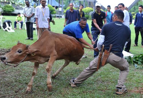 KL03_06102014_QURBAN