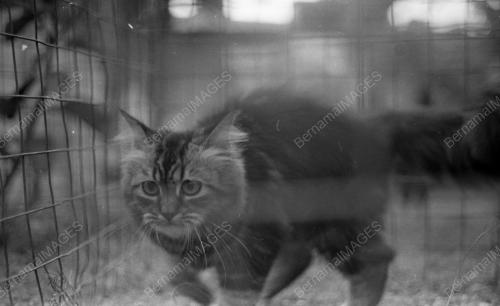 KL03_06102015_LION_DAY