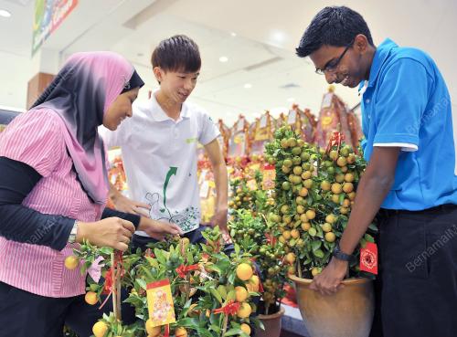 KL03_07012012_POKOK_LIMAU