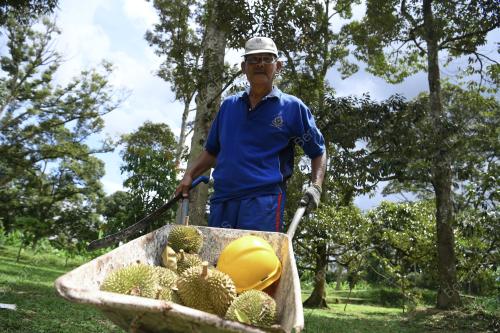 TINJAUAN MUSIM DURIAN