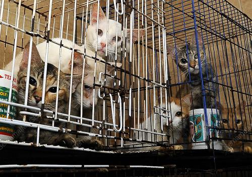 KL03_07102017_KUCING