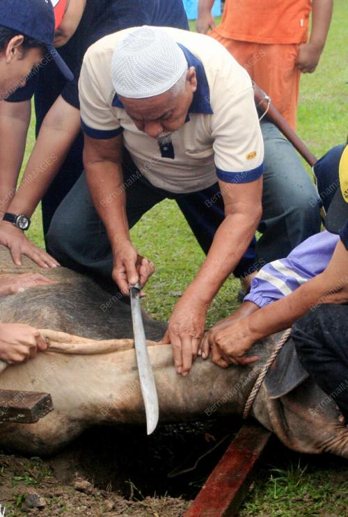 KORBAN LEMBU