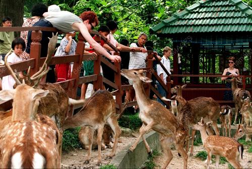 RUSA DI TASIK PERDANA