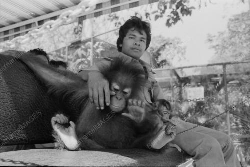 MONYET DI ZOO NEGARA