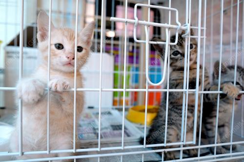 KL03_10062012_SPCA