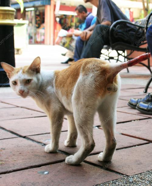 KUCING TERANIAYA