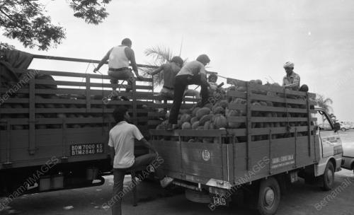KL03_15012015_MUSIM_DURIAN