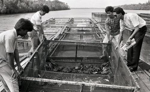 KHASIAT KETAM
