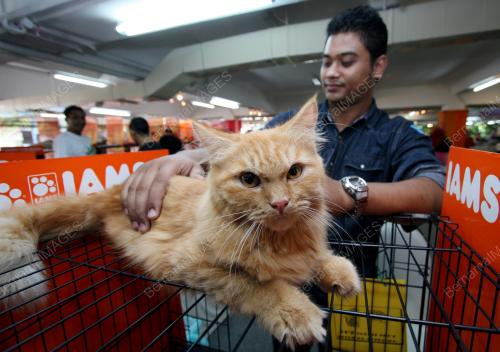 KL03_18052013_KUCING