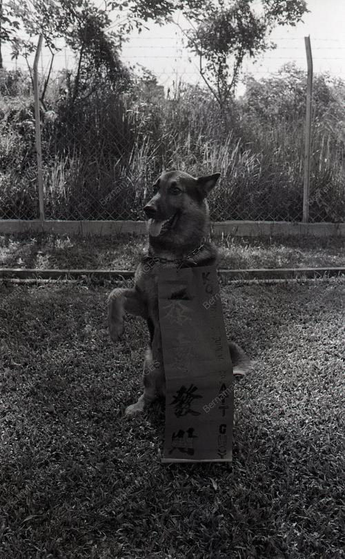 TAHUN ANJING