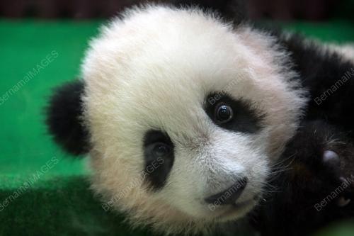 KL03_19062018_PANDA