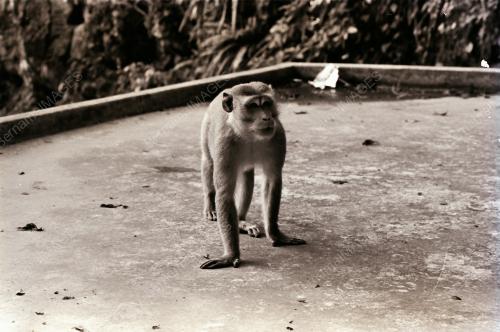 MONYET DI BATU CAVES