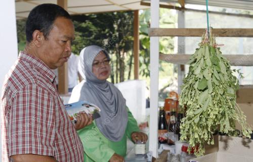 KL03_23012011_STEVIA
