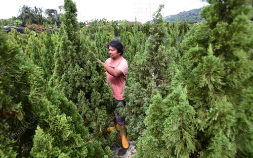 POKOK KRISMAS