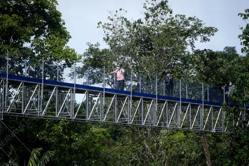 FOREST SKYWALK FRIM DIBUKA SEMULA UNTUK PENGUNJUNG
