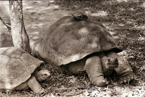 ZOO NEGARA