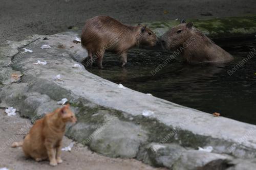OYEN & CAPYBARA