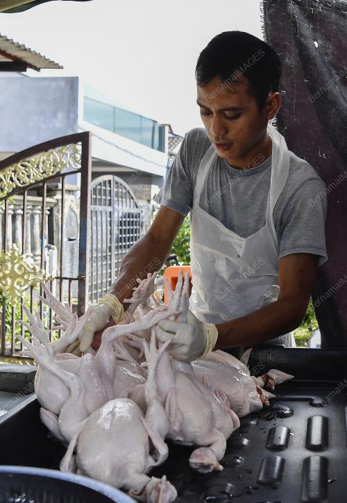 TINJAUAN BEKALAN AYAM MENTAH