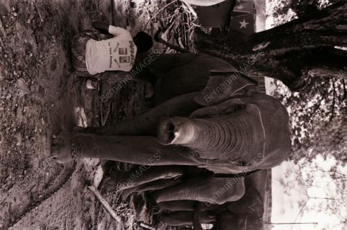 GAJAH