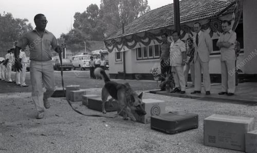 ANJING PENGESAN