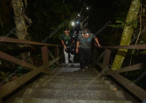 FOREST SKYWALK NIGHT