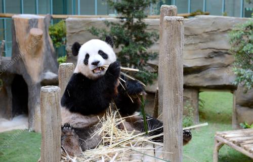 KL04_01072014_PANDA
