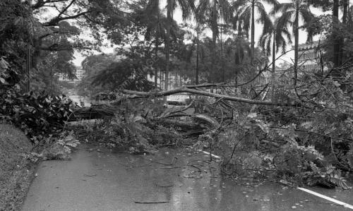 KL04_03032015_POKOK_TUMBANG