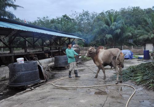 LEMBU KORBAN