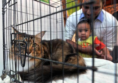 KL04_05032016_KUCING