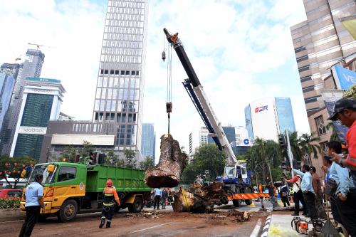KL04_05032018_POKOK_TUMBANG