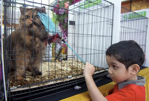 KL04_06032016_KUCING