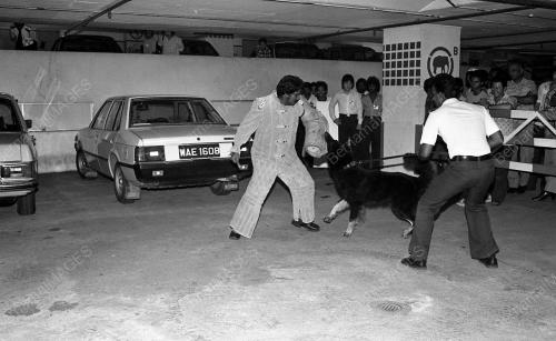 DEMONSTRASI ANJING