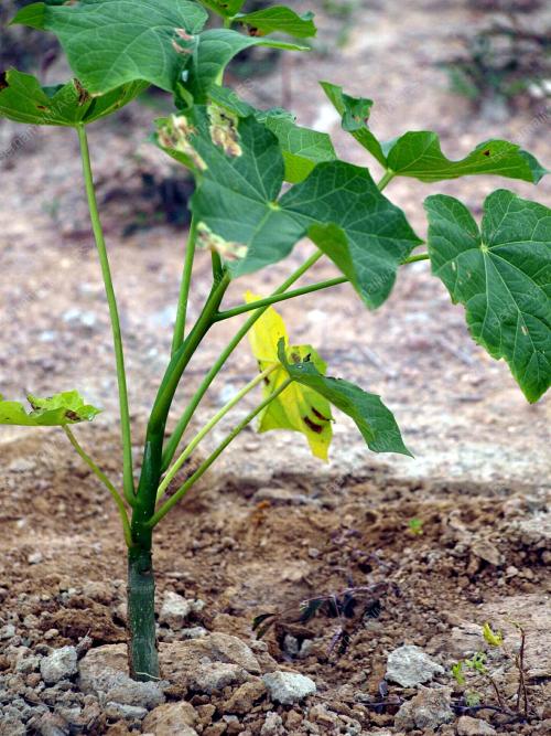 POKOK JARAK