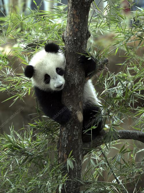 KL04_07042016_PANDA_NUAN