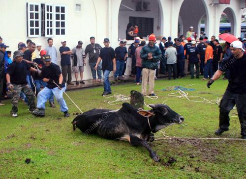 KORBAN LEMBU