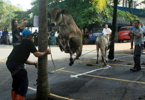 KORBAN DI SYABAS