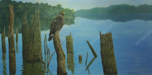 SEA SERPENT EAGLE