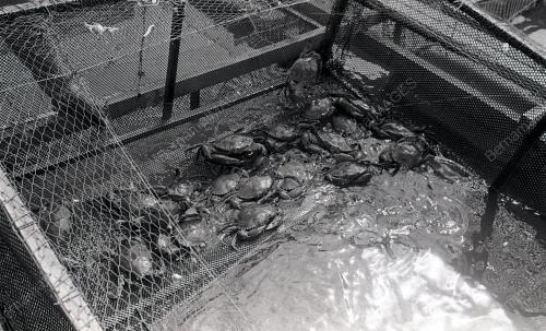 KHASIAT KETAM